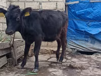 Vaca, Aberdeen-Angus — foto 2
