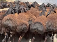 Carnero, Rhon sheep — foto 7