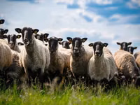 Widder, Romanov sheep — Foto 2
