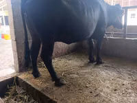 Vaca, Ganado vacuno — foto 5
