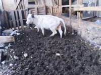 सांड, Russian Black pied cattle — फ़ोटो 3