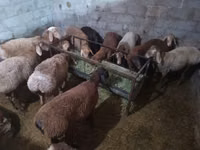 Carnero, Rhon sheep — foto 3