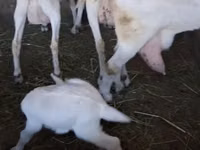 बकरी, Saanen goat — फ़ोटो 6