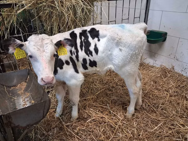 Букачар, Кара-ак түстүү сиыр