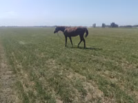 فرس, الخيول — الصورة 4
