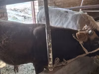 公牛, Cattle — 照片 3