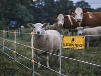 Garduri electrice – protecția eficientă a animalelor și culturilor tale! — الصورة 1