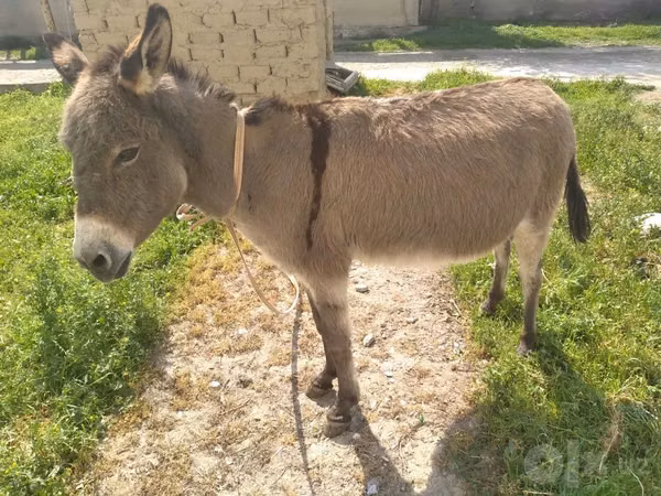 خيول (دفعة، الجنس غير محدد), الخيول