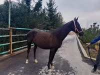 Toychoq, Akhal-Teke — 4-rasm