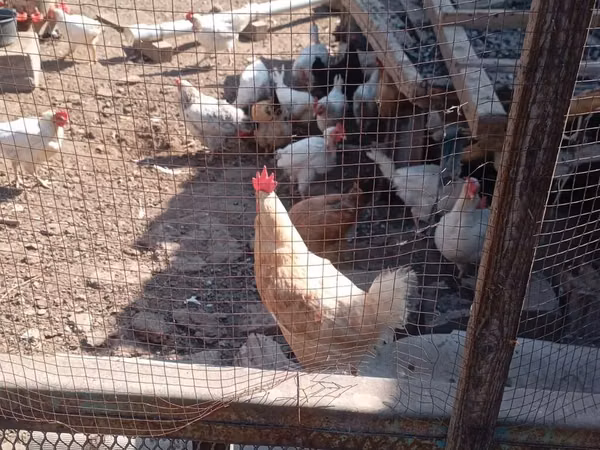 Chickens — Kirgisistan