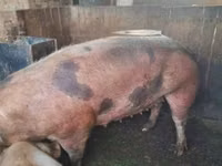Boar — photo 1