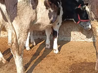 Bovinos (lote, sexo no especificado), Simmental cattle — foto 1