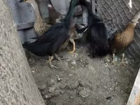 Indisches Kampfhuhn — Foto 3