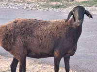 كبش, Hissar sheep — الصورة 2