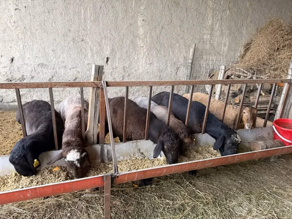 Widder, Schafe — Usbekistan