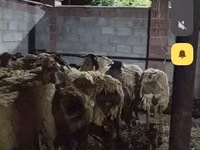 मेढ़ा, भेड़ — फ़ोटो 2