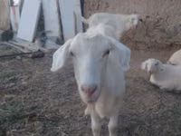 母山羊, Goats — 照片 1