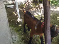 Billy Goat, Alpine goat — photo 5