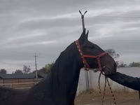 Caballo, Orlov Trotter — foto 7