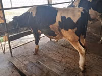 Bull, Russian Black pied cattle — photo 8