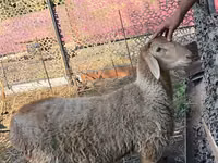 Қошқар, Hissar sheep — 2-сурет