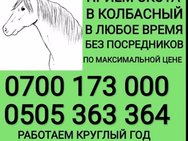 Конь, Лошади