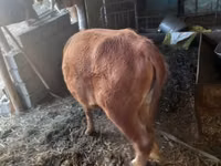 بقرة, Simmental cattle — الصورة 3