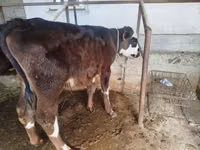 Toro, Swiss cattle — foto 2