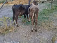 Bull, Cattle — photo 6