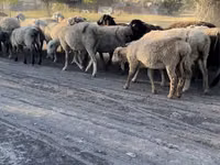 Ram, Sheep — photo 8