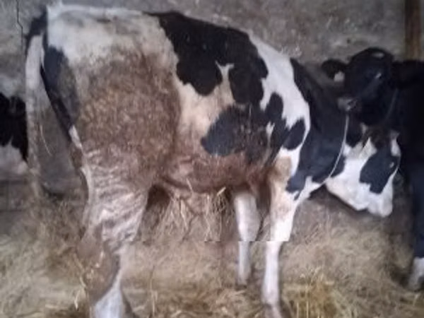 Bull, Russian Black pied cattle