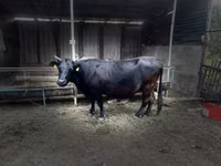 Kuh, Swiss cattle — Foto 4