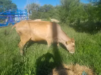 母牛, Alatau breed — 照片 2