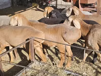 Schaf, Arashan sheep — Foto 6