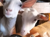 Ziege, Alpine goat — Foto 2