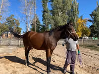 فرس, Thoroughbred horse — الصورة 6