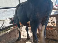 Toro, Ganado vacuno — foto 1