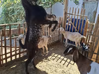 Теке, Beetal goats — 4-сурет