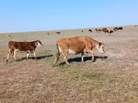 بقرة, Simmental cattle — الصورة 4