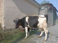 Kuh, Holstein-Rasse — Foto 2