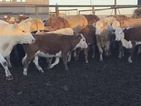 牛只（批次，未指定性别）, Simmental cattle — 照片 2