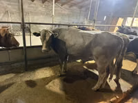 Toro, Raza Auliékol — foto 6