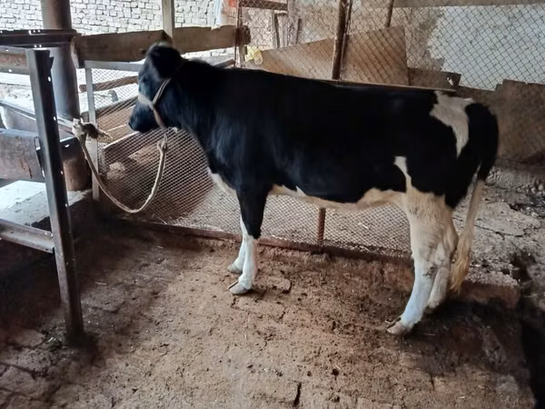 गाय, Russian Black pied cattle — उज़्बेकिस्तान
