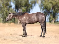 Mare, Quarter Horse — photo 2