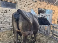 Kuh, Swiss cattle — Foto 1
