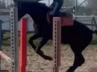 Caballo, Hungarian horse breed — foto 4