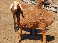 Қой, Arashan sheep — 4-сурет