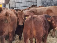 ثور, Simmental cattle — الصورة 6