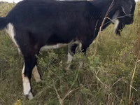 Cabra, Cabras — foto 2