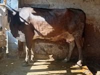 母牛, Cattle — 照片 3